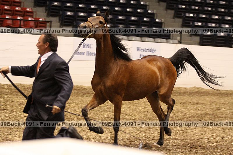 Proof 09buck-4091