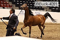 09buck-4091 proof