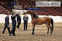 09buck-4092 proof