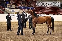 09buck-4093 proof