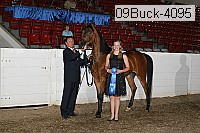 09buck-4095 proof