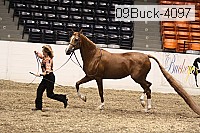 09buck-4097 proof