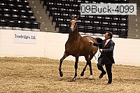 09buck-4099 proof