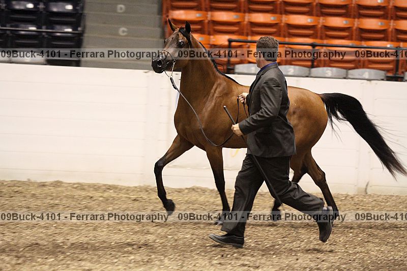 Proof 09buck-4101