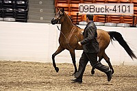 09buck-4101 proof