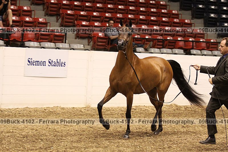 Proof 09buck-4102