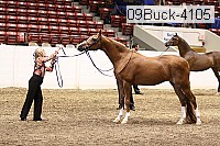 09buck-4105 proof