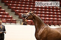 09buck-4108 proof