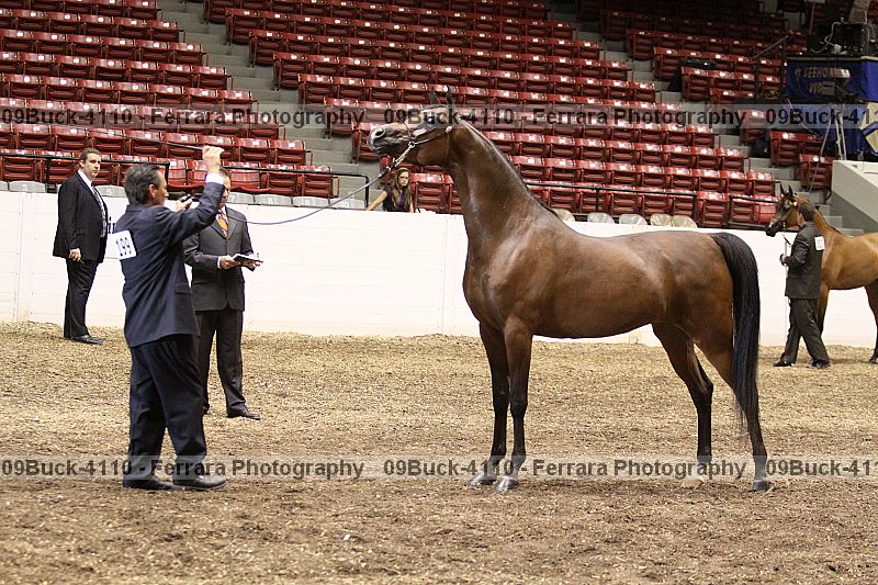 Proof 09buck-4110
