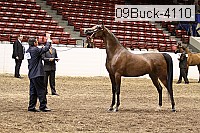 09buck-4110 proof