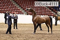 09buck-4111 proof