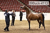 09buck-4113 proof