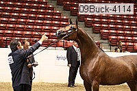 09buck-4114 proof