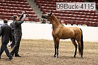 09buck-4115 proof