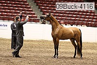 09buck-4116 proof