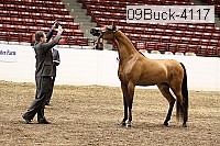 09buck-4117 proof
