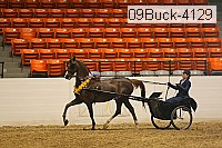 09buck-4129 proof