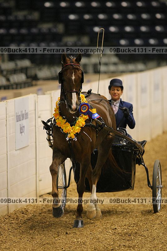Proof 09buck-4131