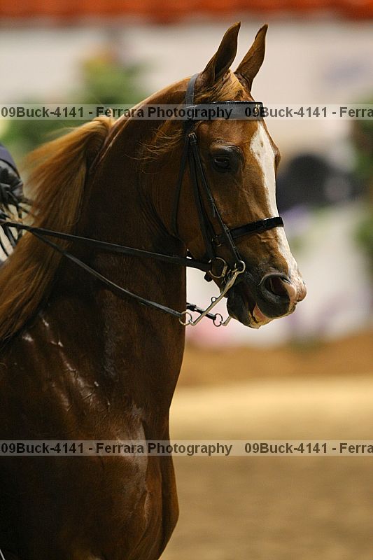 Proof 09buck-4141