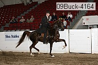 09buck-4164 proof