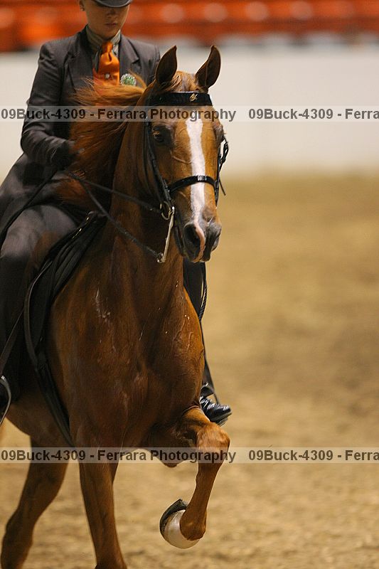 Proof 09buck-4309