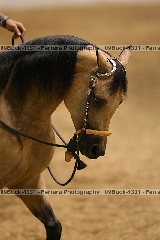 Proof 09buck-4331
