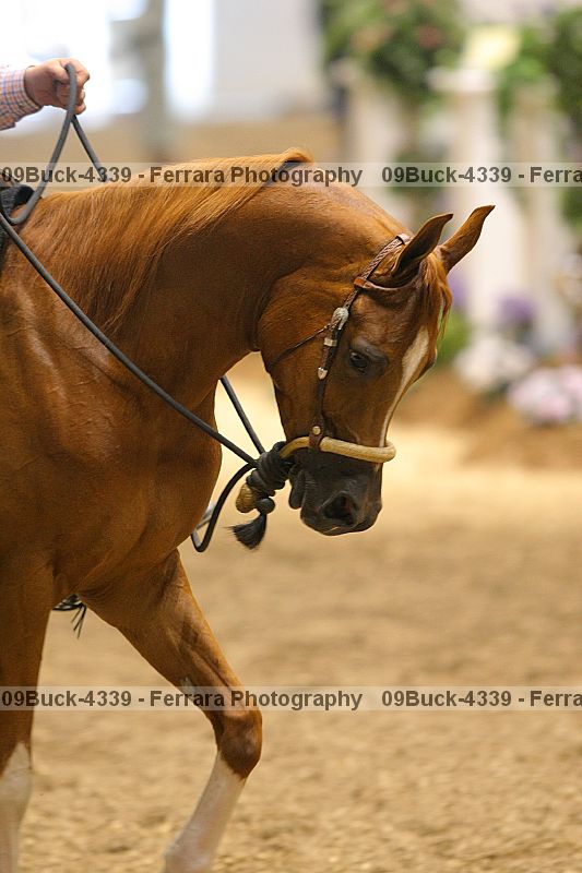 Proof 09buck-4339