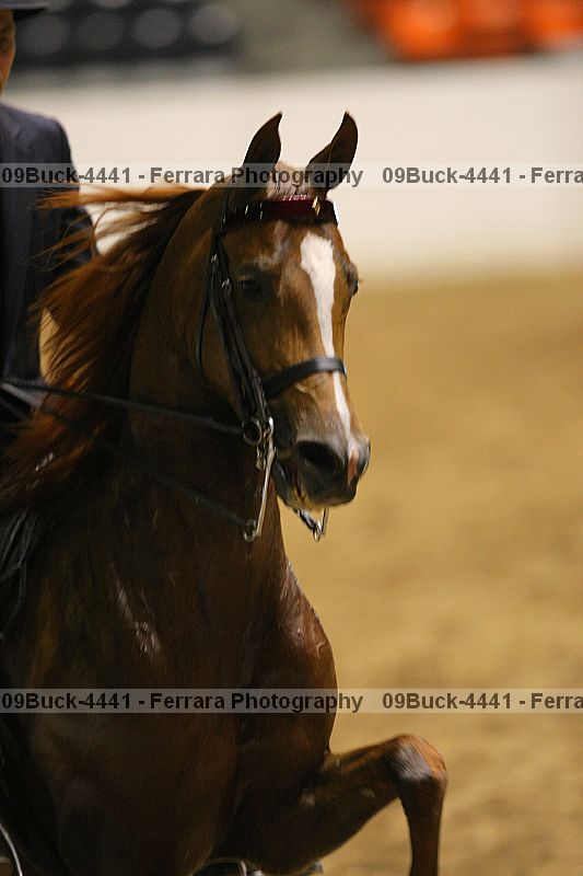 Proof 09buck-4441