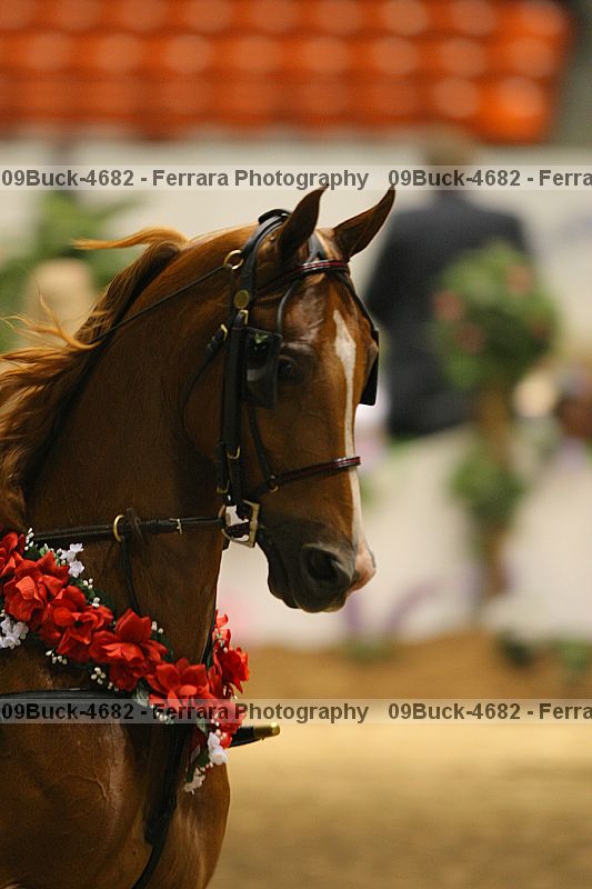 Proof 09buck-4682