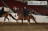 09buck-4816 proof