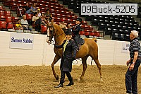 09buck-5205 proof