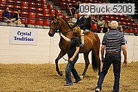 09buck-5208 proof