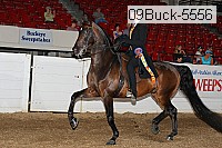 09buck-5556 proof