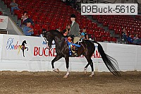 09buck-5616 proof
