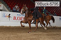 09buck-5795 proof