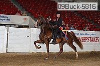 09buck-5816 proof