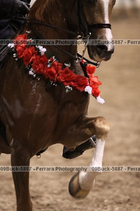 Proof 09buck-5887