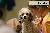 09buck-0204 proof