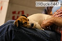 09buck-1447 proof
