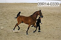 09r14-0339 proof