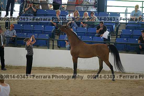 Proof 09r14-0343