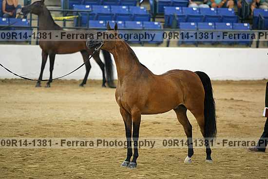 Proof 09r14-1381