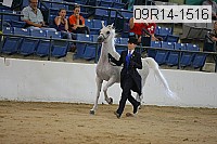 09r14-1516 proof