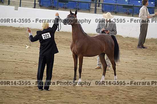 Proof 09r14-3595