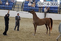 09r14-3666 proof