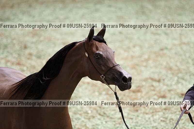 Proof 09usn-25984