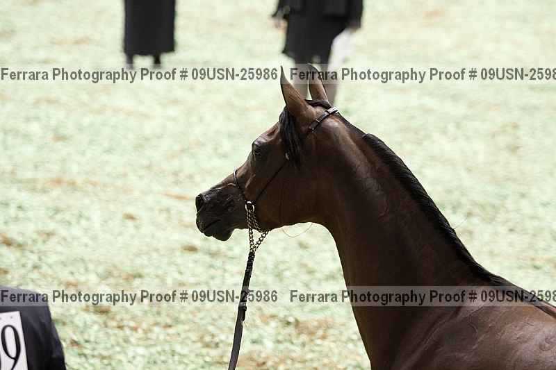 Proof 09usn-25986