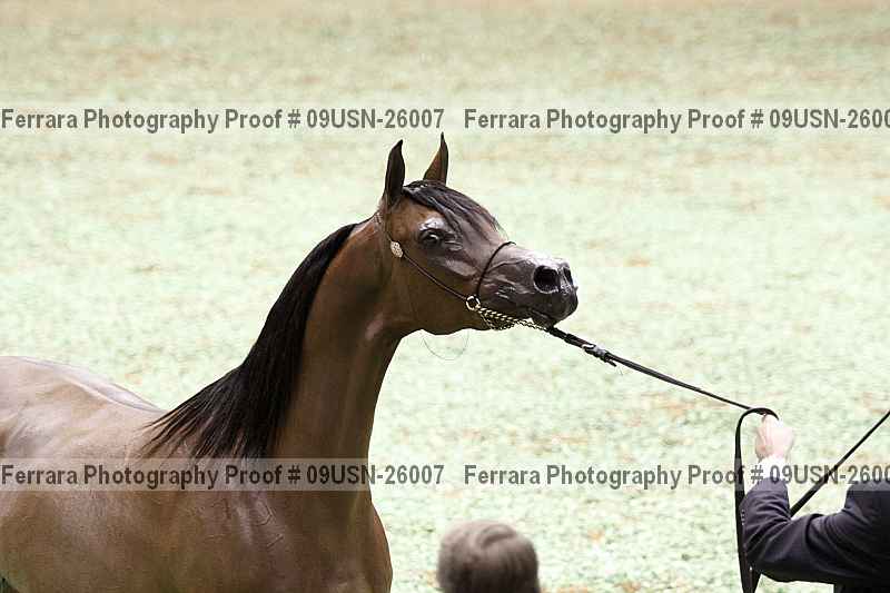 Proof 09usn-26007