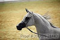 09usn-24443 proof