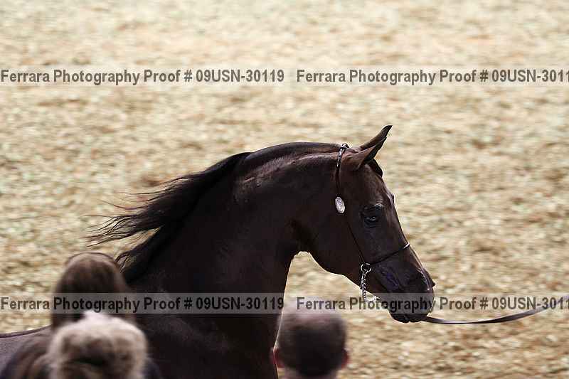 Proof 09usn-30119